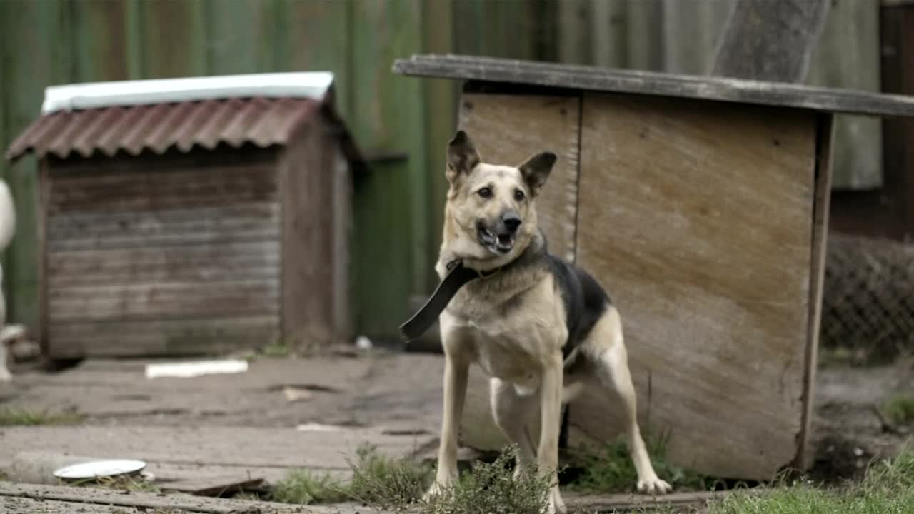 Stock Video Excited Dog In A Yard Live Wallpaper For PC