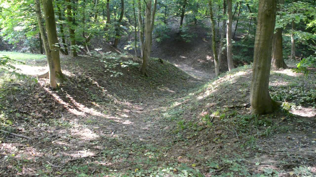 Stock Video Evening Sunshine Through Woodland Live Wallpaper For PC