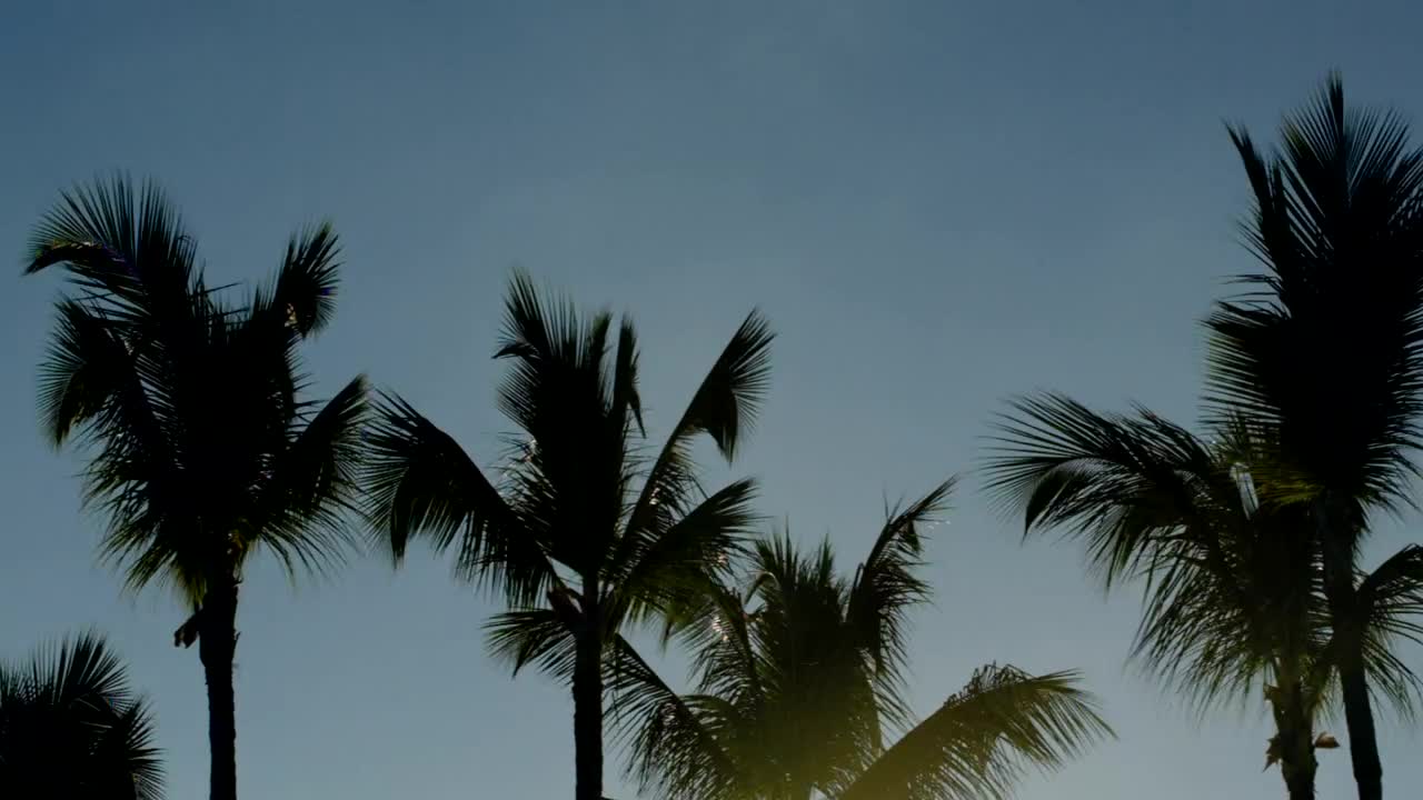 Stock Video Evening Sun Shining Through Trees Live Wallpaper For PC