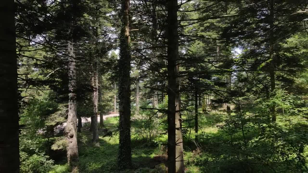 Stock Video Epic Shot Of A Green Forest Live Wallpaper For PC