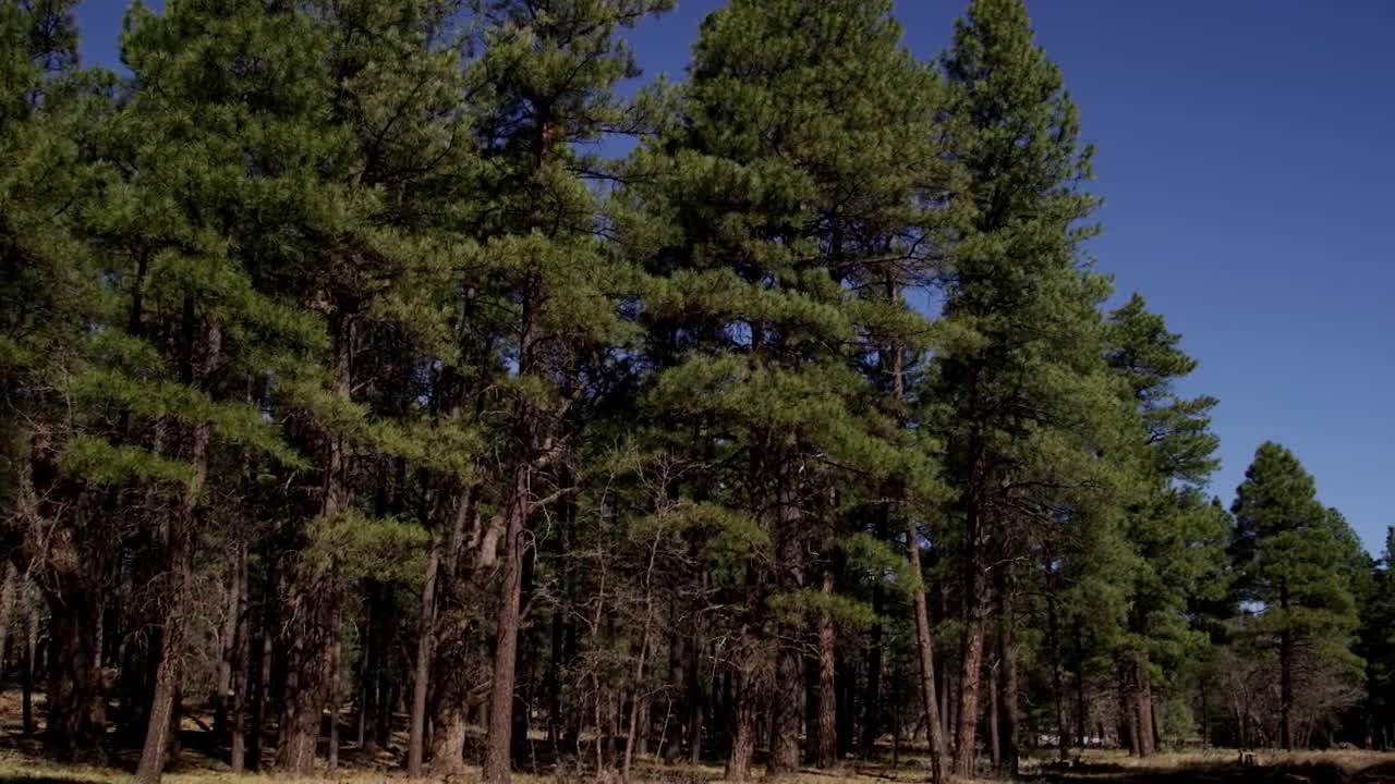 Stock Video Entrance To Forest With Very Tall Pines Live Wallpaper For PC