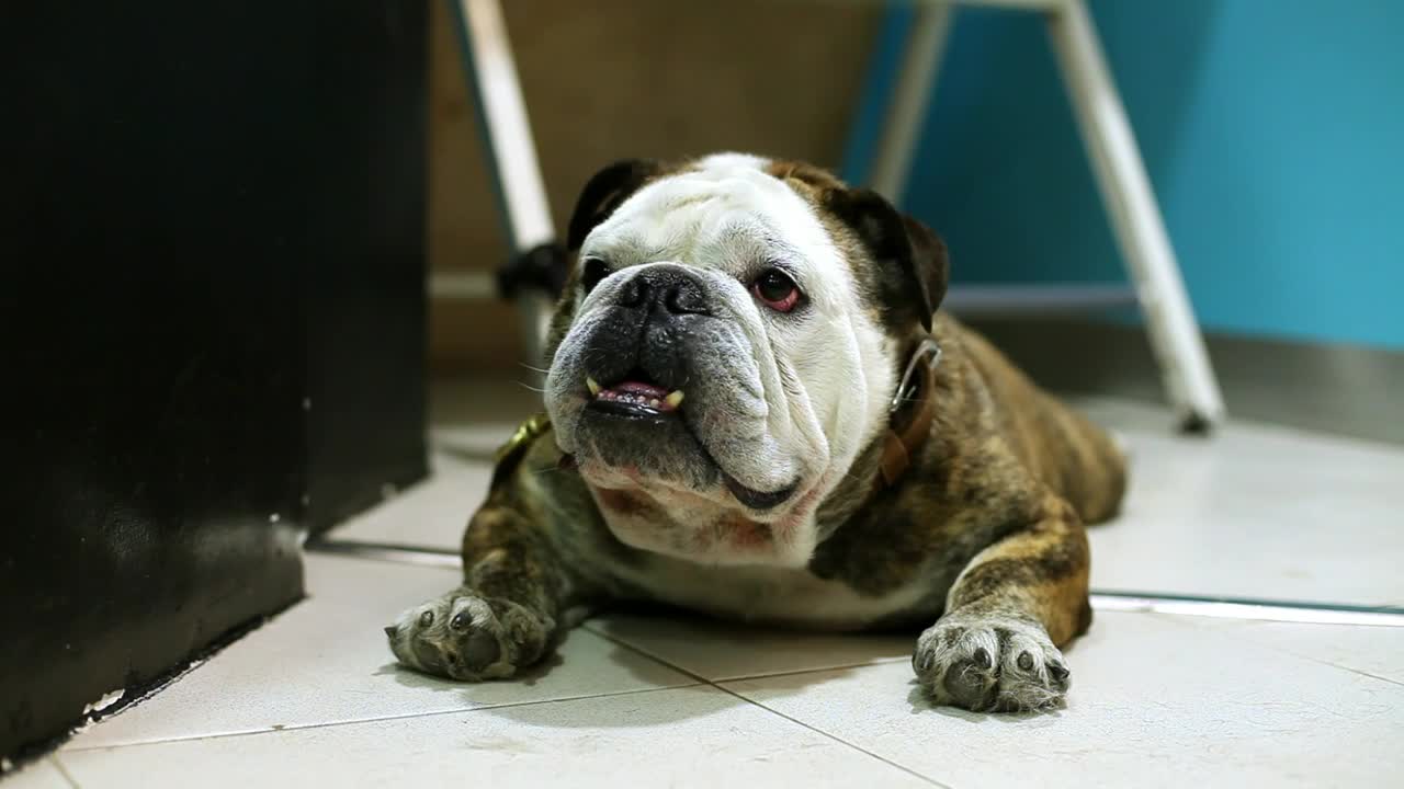 Stock Video English Bulldog Laying On Tiles Live Wallpaper For PC