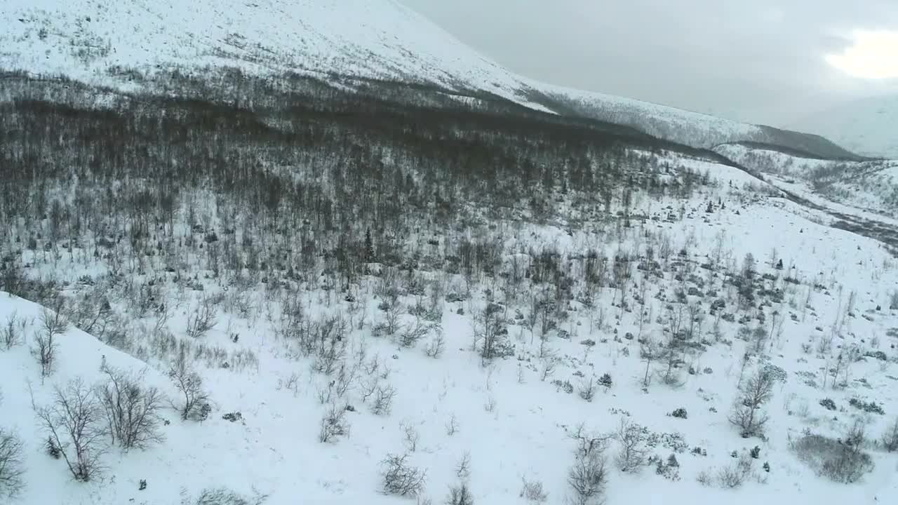 Stock Video Empty Trees Covered In Snow Live Wallpaper For PC