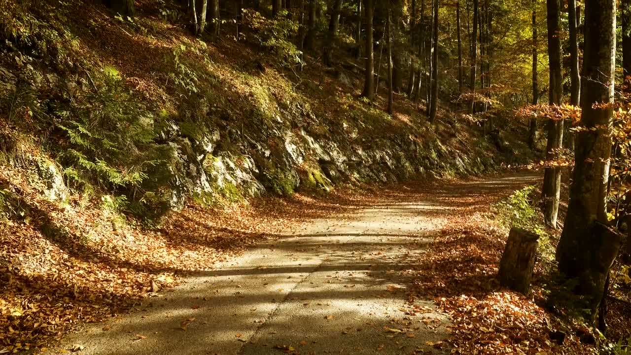 Stock Video Empty Road In An Autumn Forest Live Wallpaper For PC