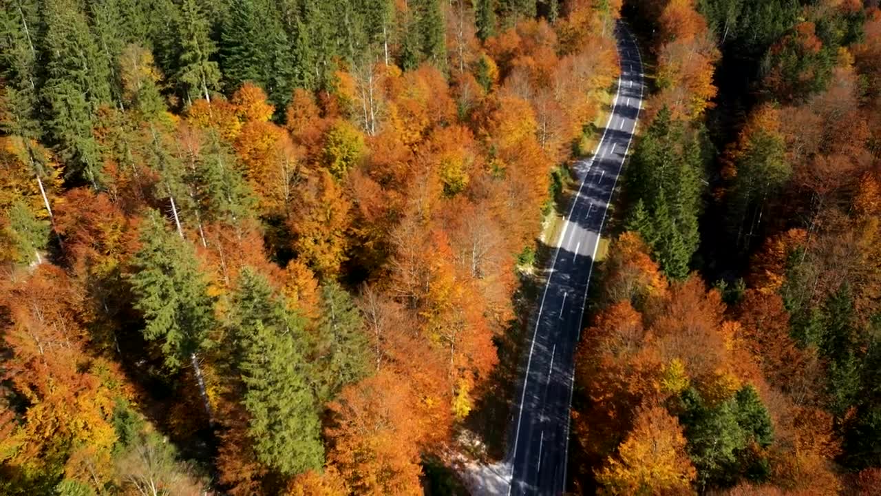 Stock Video Empty Road Between An Autumn Forest Live Wallpaper For PC