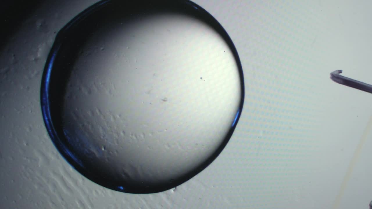 Stock Video Embryo Under A Microscope Live Wallpaper For PC