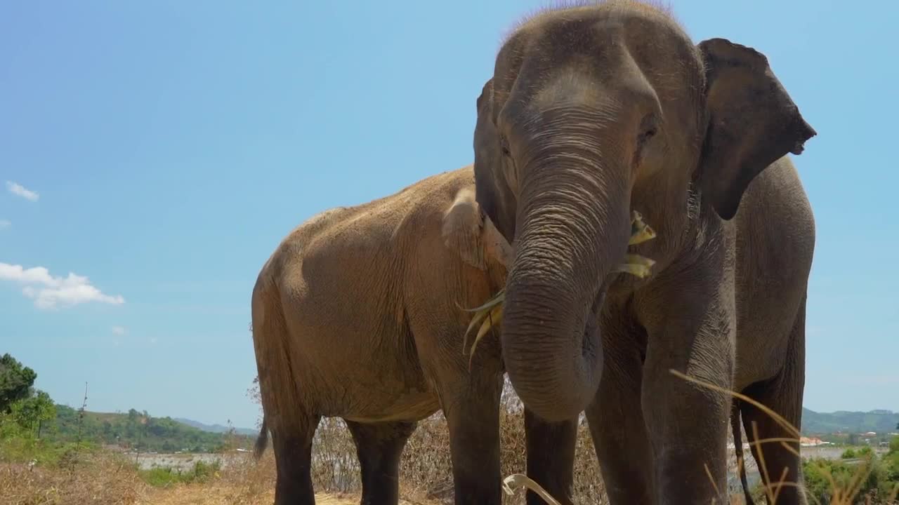 Stock Video Elephants Eating Seen In Detail Live Wallpaper For PC