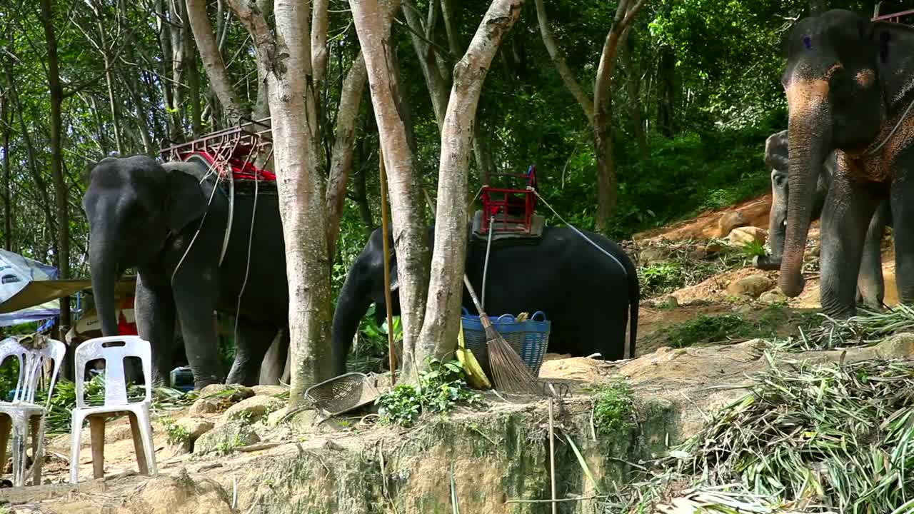 Stock Video Elephants Eating Plants Live Wallpaper For PC