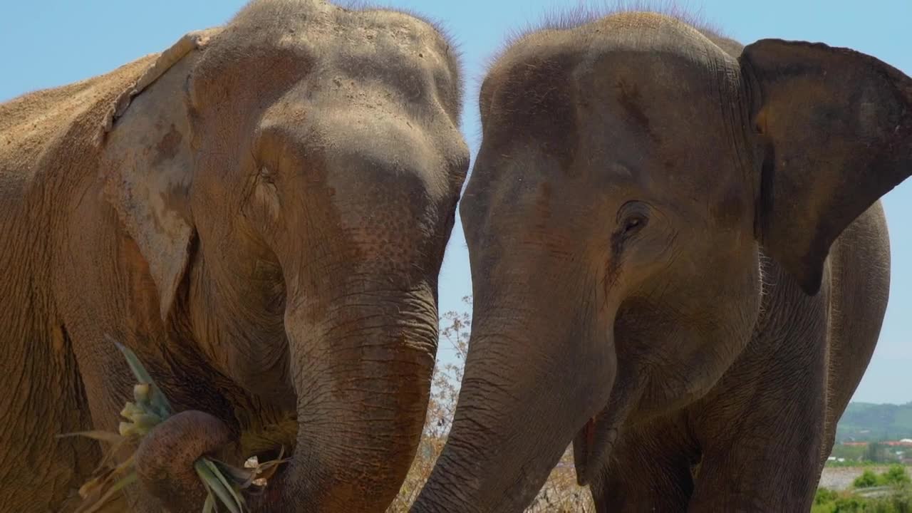 Stock Video Elephants Eating Herbs Close To Each Other Live Wallpaper For PC