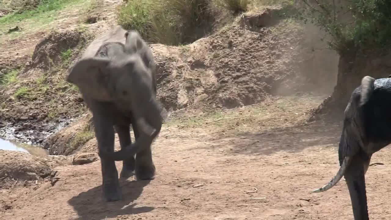 Stock Video Elephants At A Watering Hole Live Wallpaper For PC