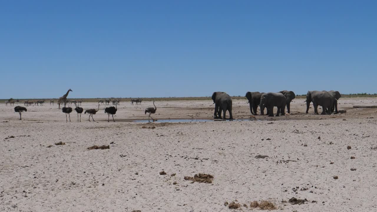 Stock Video Elephants And Ostrich Around A Small Waterhole Live Wallpaper For PC