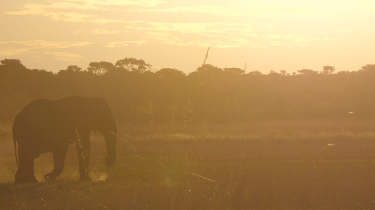 Stock Video Elephant Walking In The Sunset Live Wallpaper For PC