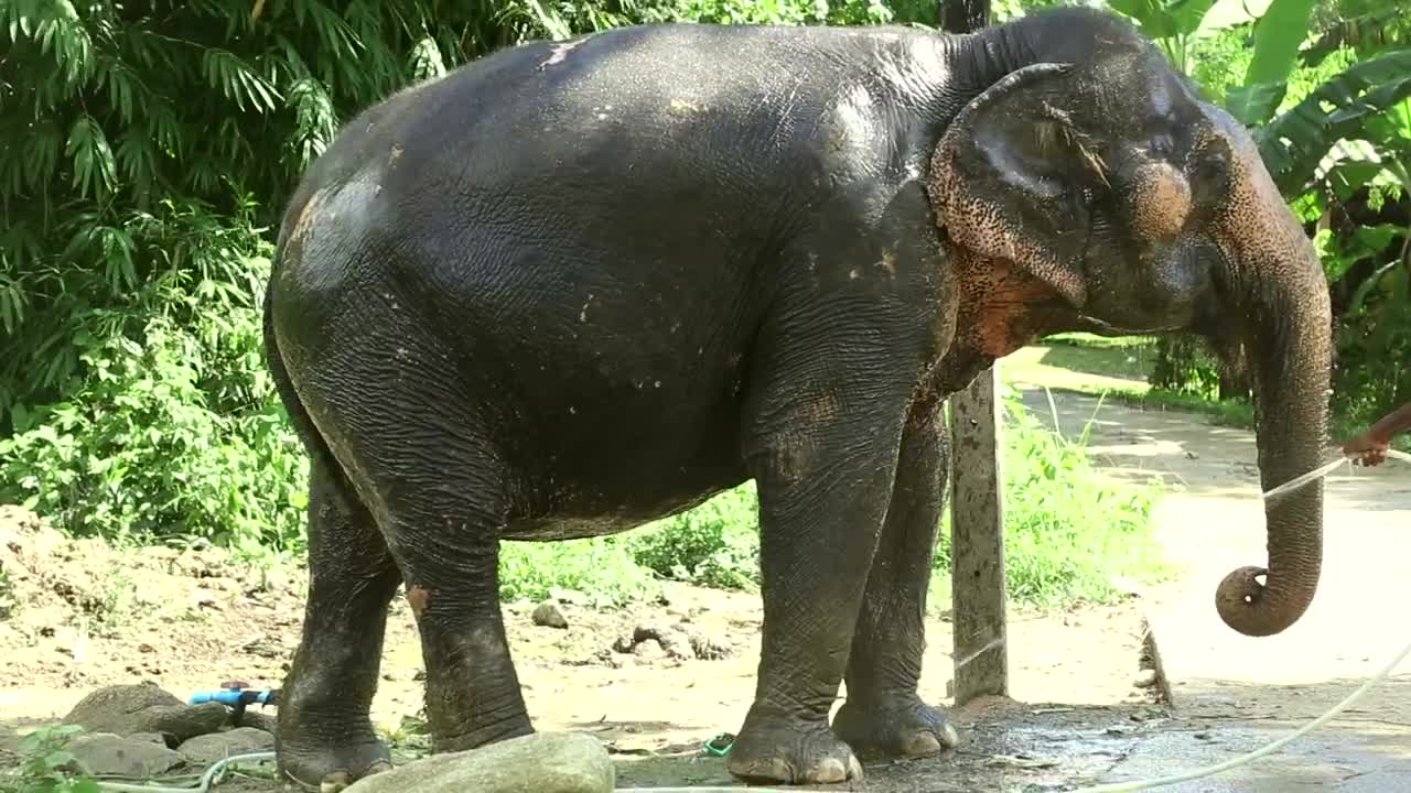 Stock Video Elephant Taking A Bath Live Wallpaper For PC