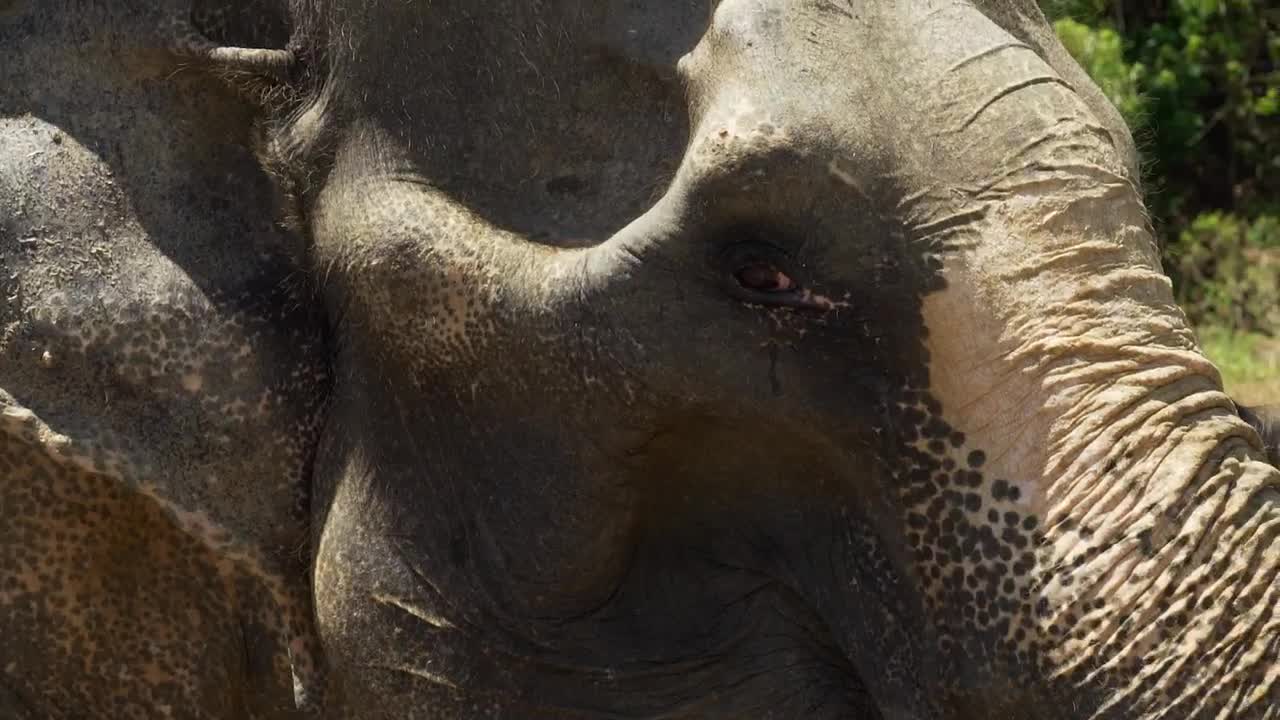 Stock Video Elephant In Profile In Detail Live Wallpaper For PC