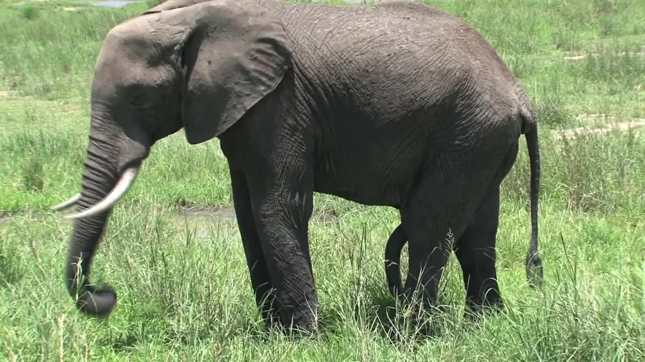Stock Video Elephant Grazing In A Field Live Wallpaper For PC