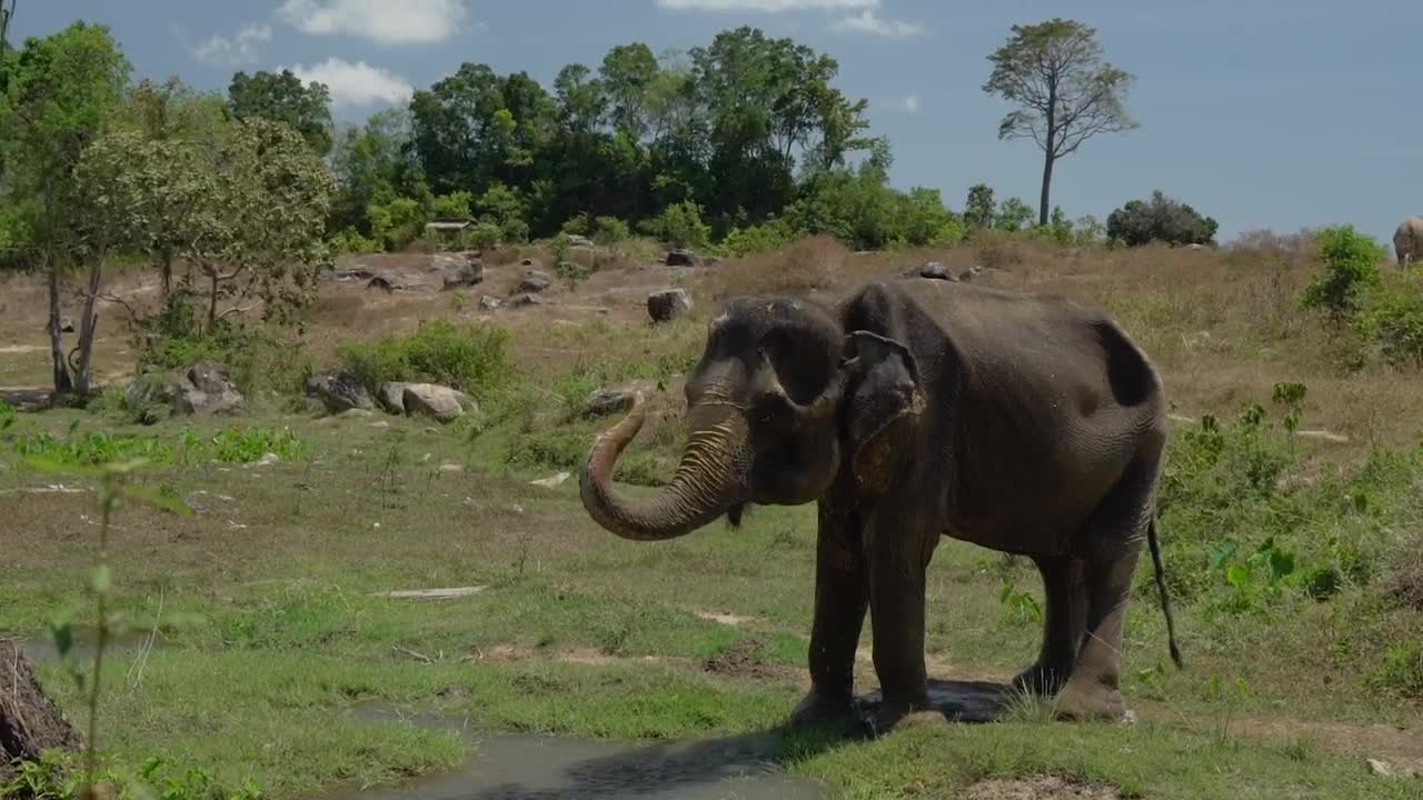 Stock Video Elephant Getting Wet With Its Trunk Live Wallpaper For PC