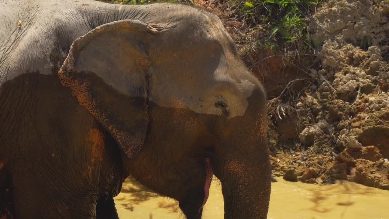 Stock Video Elephant Getting Wet In A River In The Savanna Live Wallpaper For PC