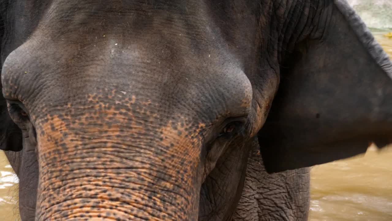 Stock Video Elephant Face Closeup Live Wallpaper For PC