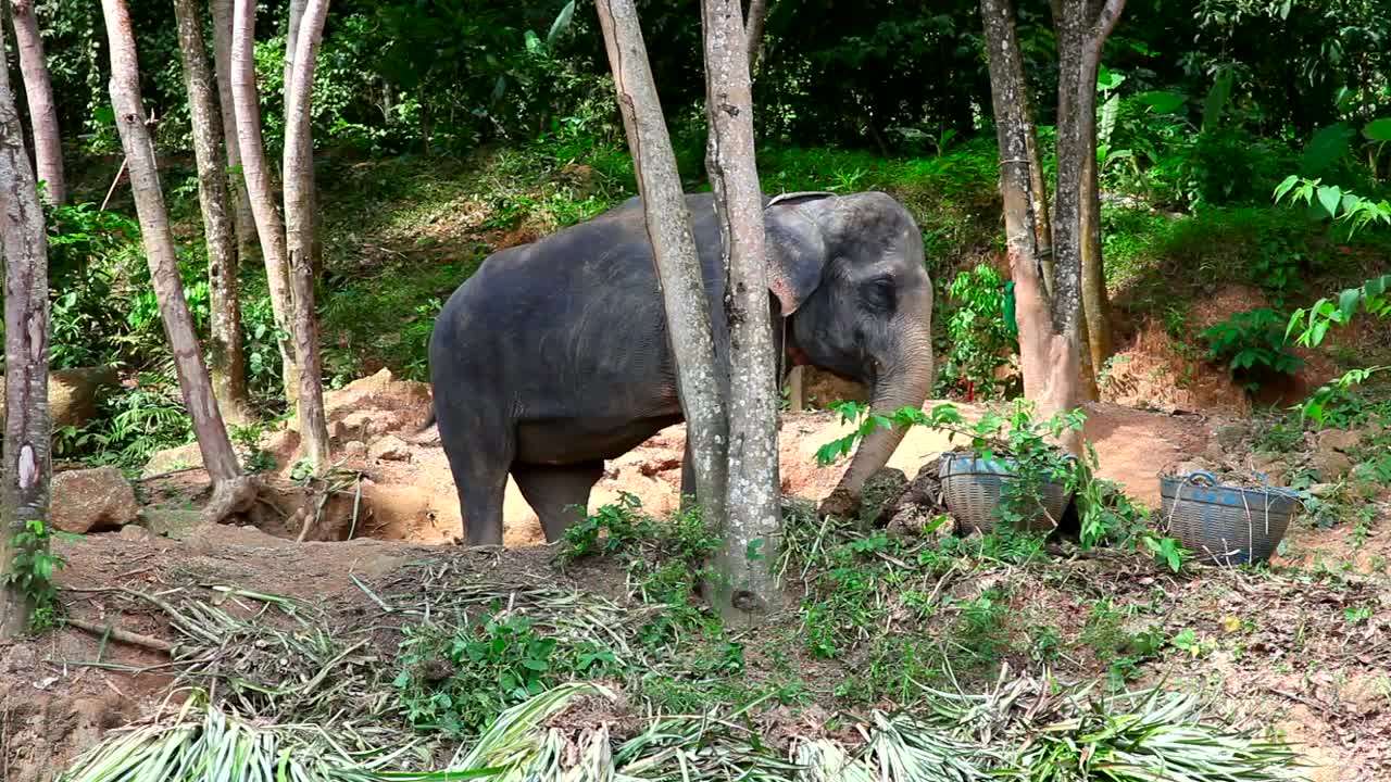 Stock Video Elephant Eating In The Woods Live Wallpaper For PC