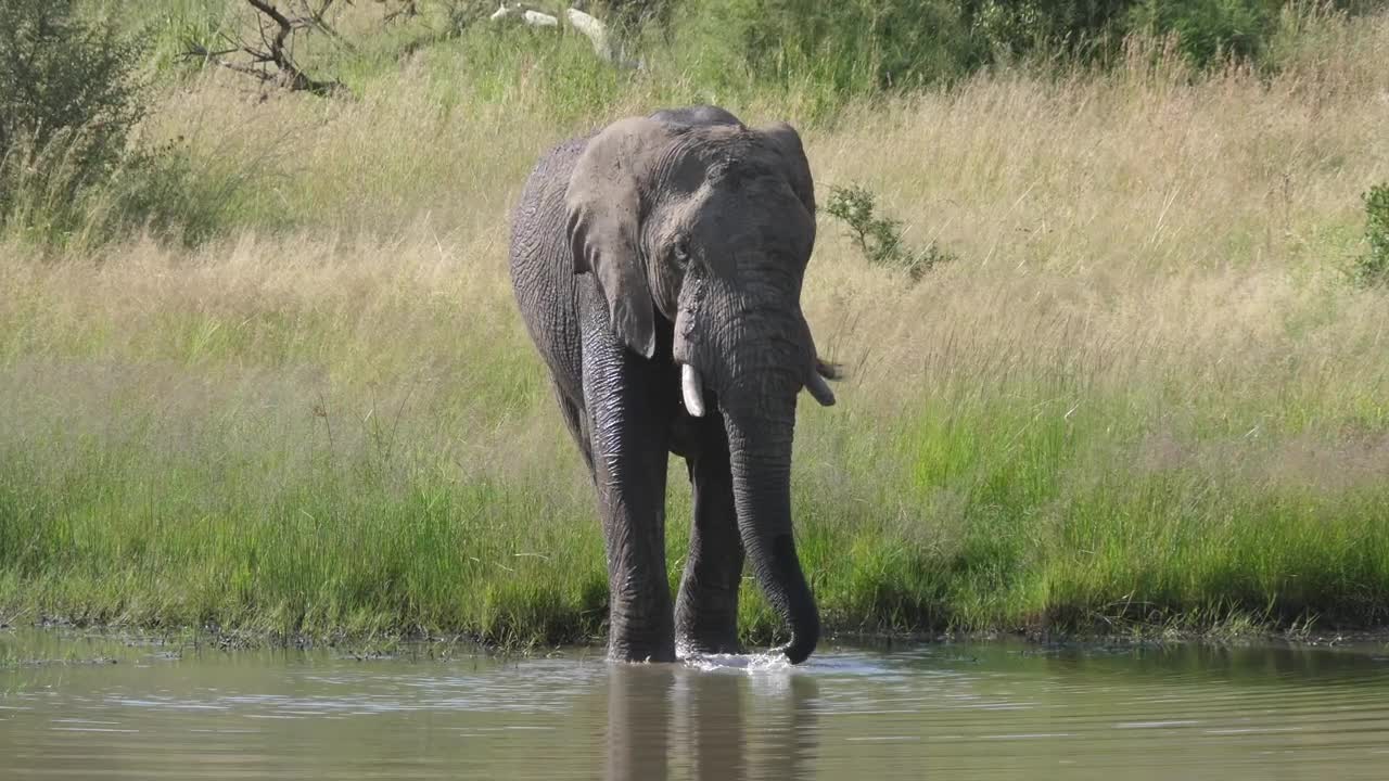 Stock Video Elephant Drinking From A Lake Live Wallpaper For PC