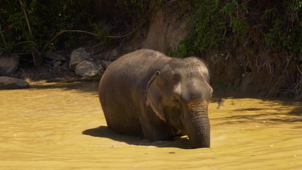 Stock Video Elephant Cooling Off In A Lake Live Wallpaper For PC