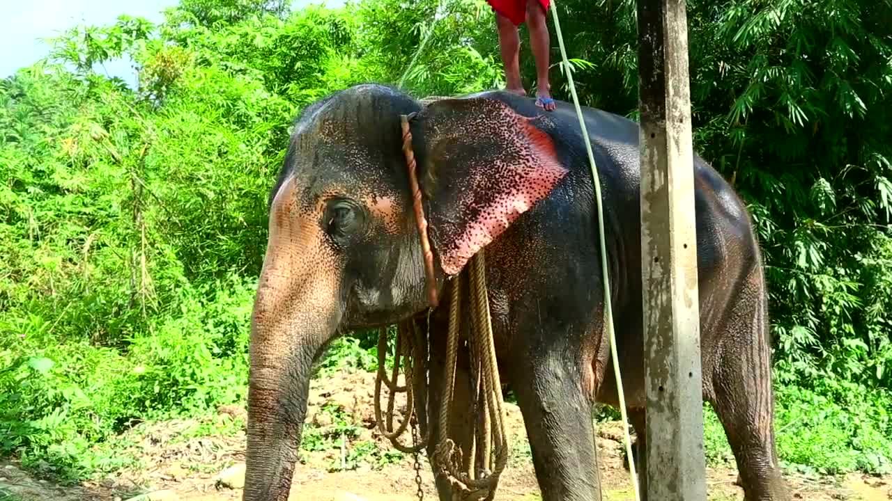 Stock Video Elephan Taking A Bath Live Wallpaper For PC