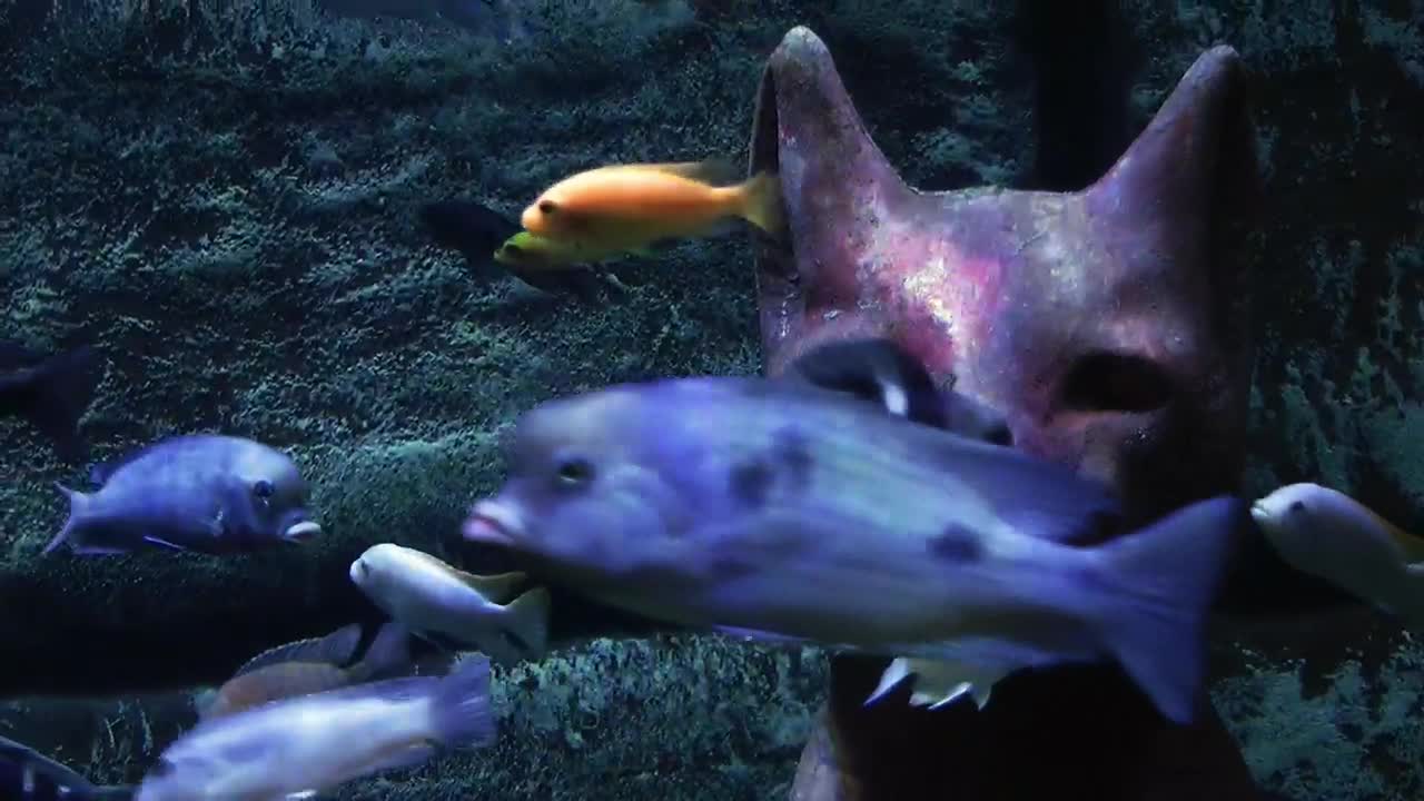 Stock Video Egyptian Cat On The Sea Floor Surrounded By Fish Live Wallpaper For PC