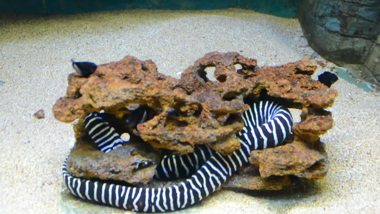 Stock Video Eel Wrapped Around A Rock Live Wallpaper For PC