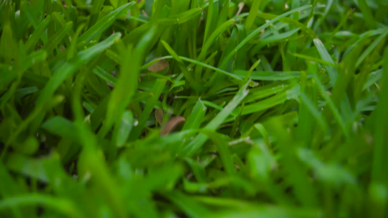 Stock Video Easter Eggs In A Basket In The Garden Live Wallpaper For PC