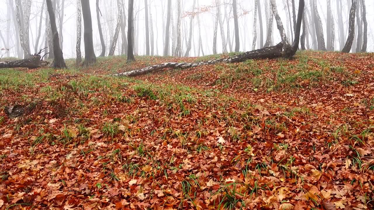 Stock Video Early Morning Fog In A Forest Live Wallpaper For PC