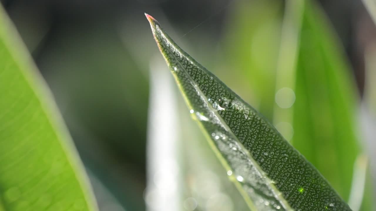 Stock Video Early Morning Dew On Leaves Live Wallpaper For PC