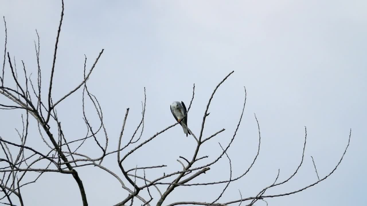 Stock Video Eagle High In The Tree Tops Live Wallpaper For PC