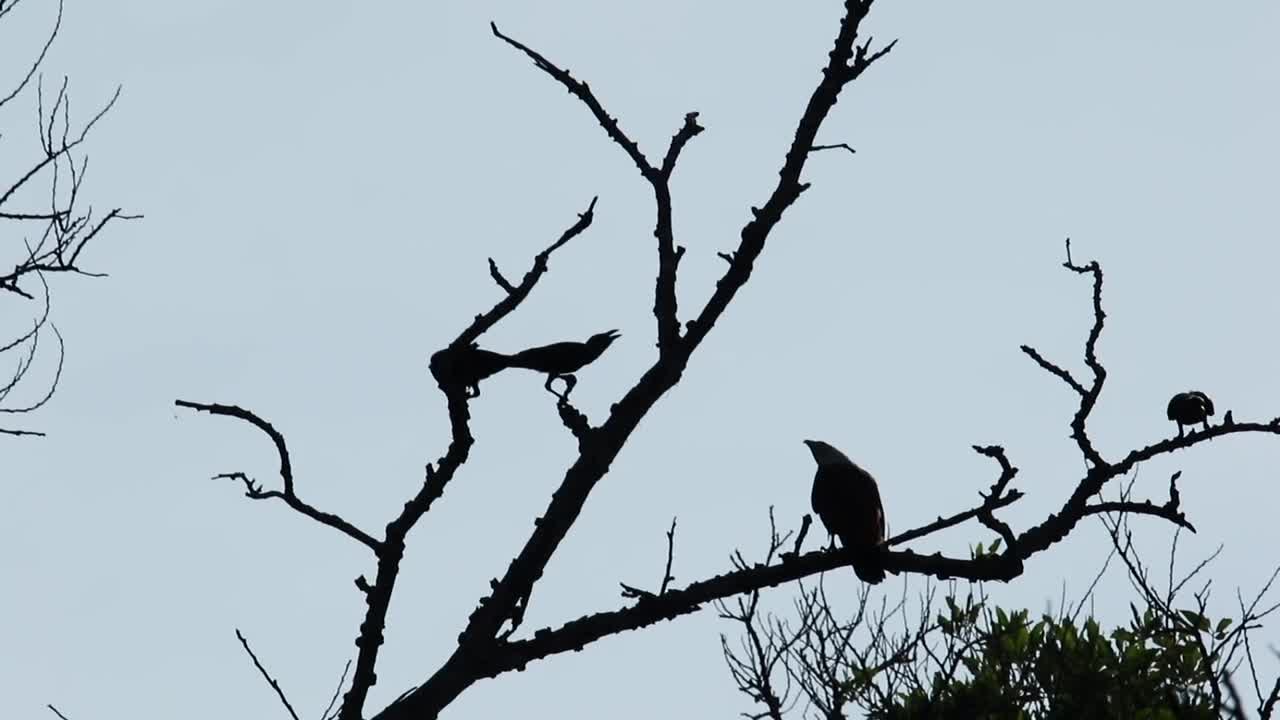 Stock Video Eagle Harassed By Other Birds Live Wallpaper For PC