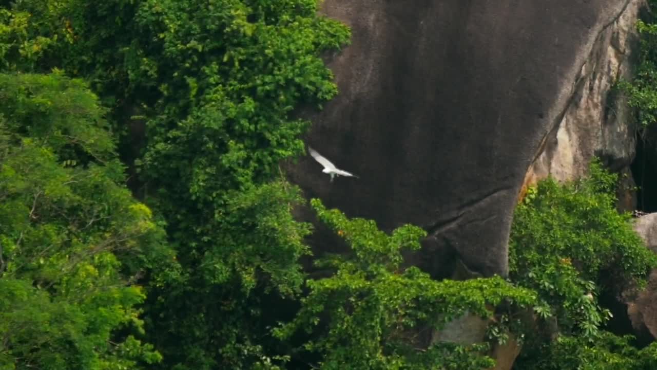 Stock Video Eagle Flying In The Topical Woods Live Wallpaper For PC