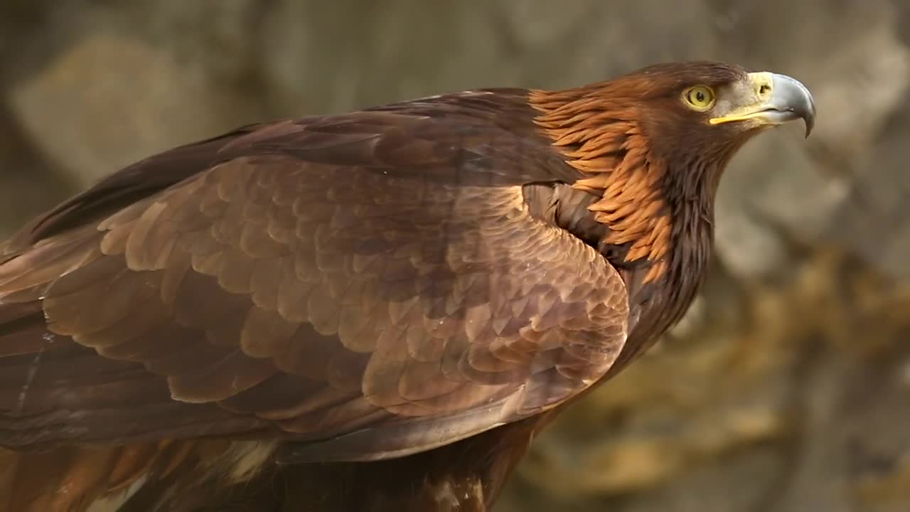 Stock Video Eagle Closeup Live Wallpaper For PC