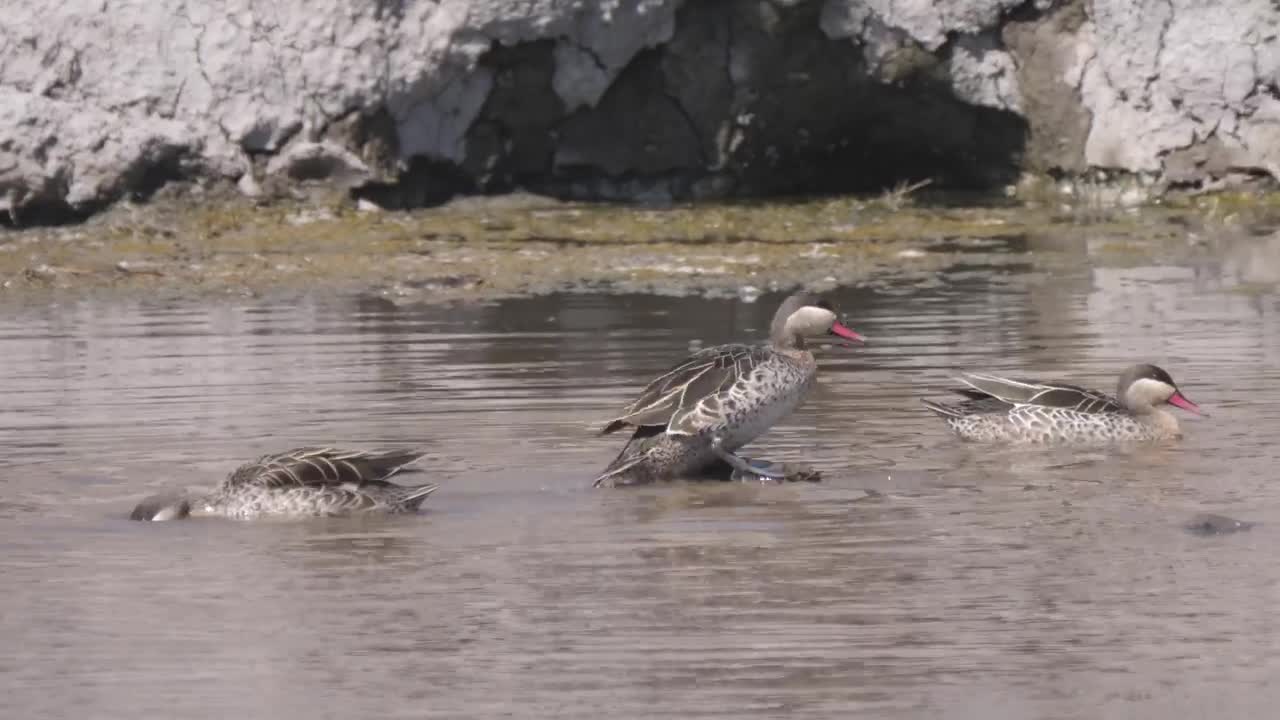 Stock Video Ducks Swimming In The Pond Live Wallpaper For PC