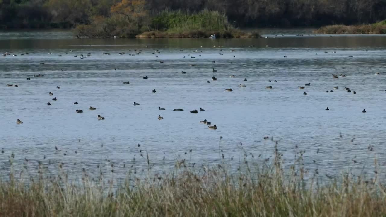 Stock Video Ducks Swimming In A Big Lake Live Wallpaper For PC