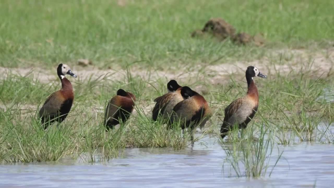 Stock Video Ducks Standing In The Shore Of The Lake Live Wallpaper For PC