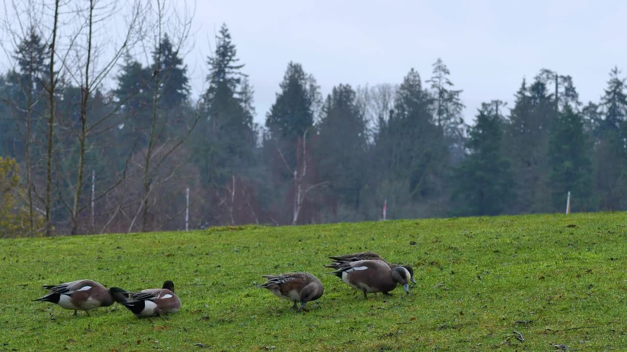 Stock Video Ducks In A Meadow During An Afternoon Live Wallpaper For PC