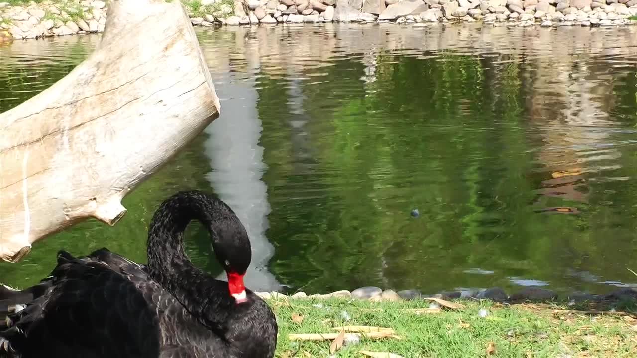 Stock Video Ducks In A Lake At A Zoo Live Wallpaper For PC