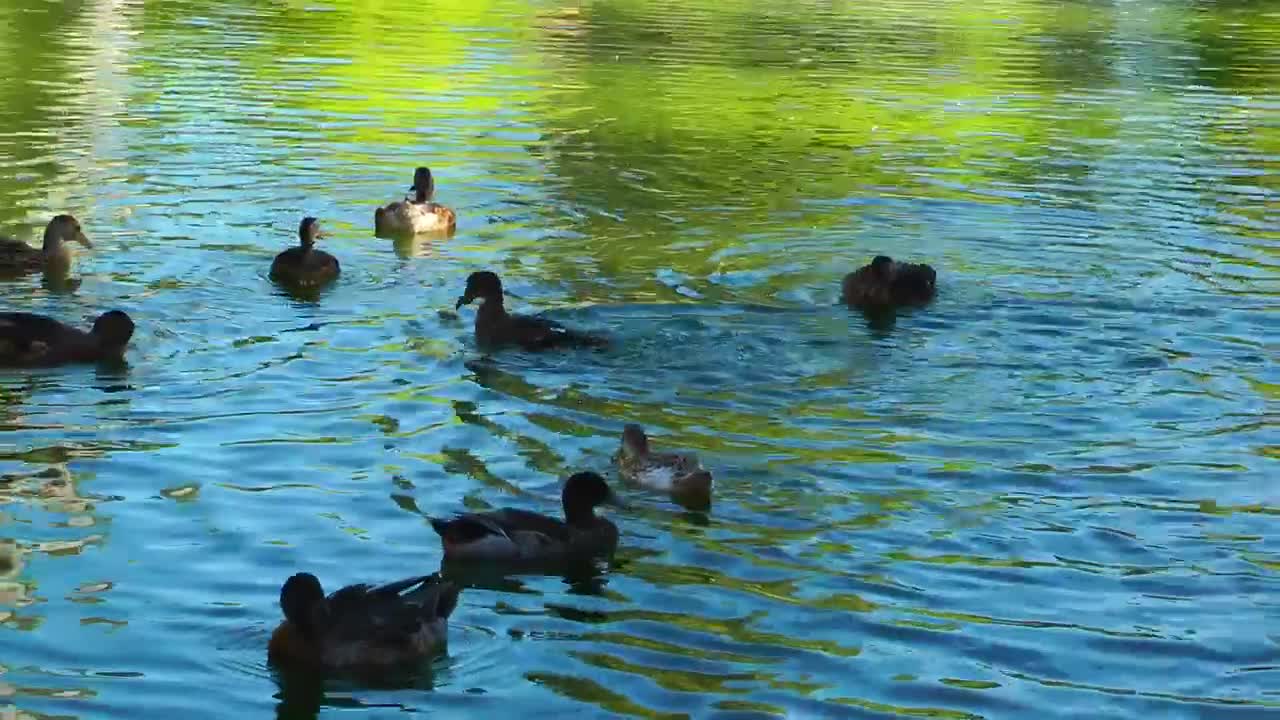 Stock Video Ducks Having Fun In A Lake Live Wallpaper For PC