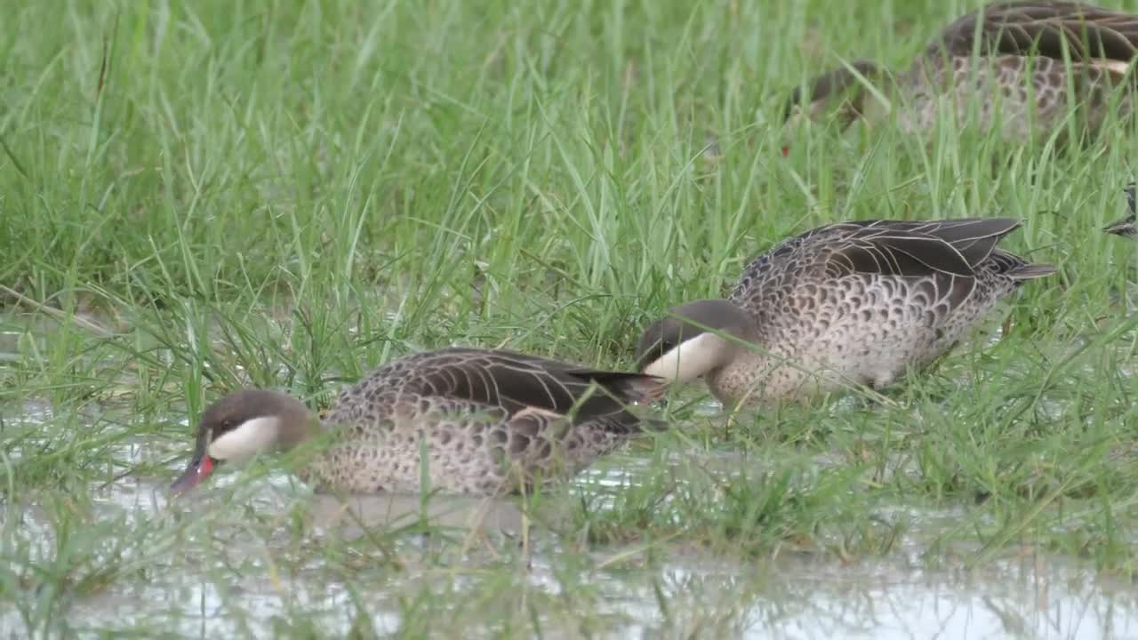 Stock Video Ducks Feeding By A Lake Live Wallpaper For PC