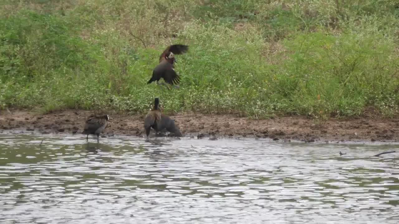 Stock Video Ducks Fighting On The Lakeshore Live Wallpaper For PC