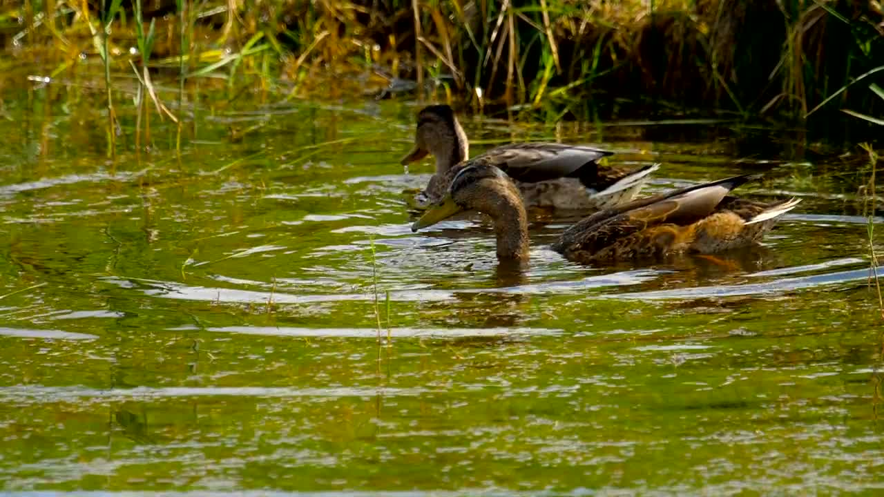 Stock Video Ducks Diving In The Lake Live Wallpaper For PC