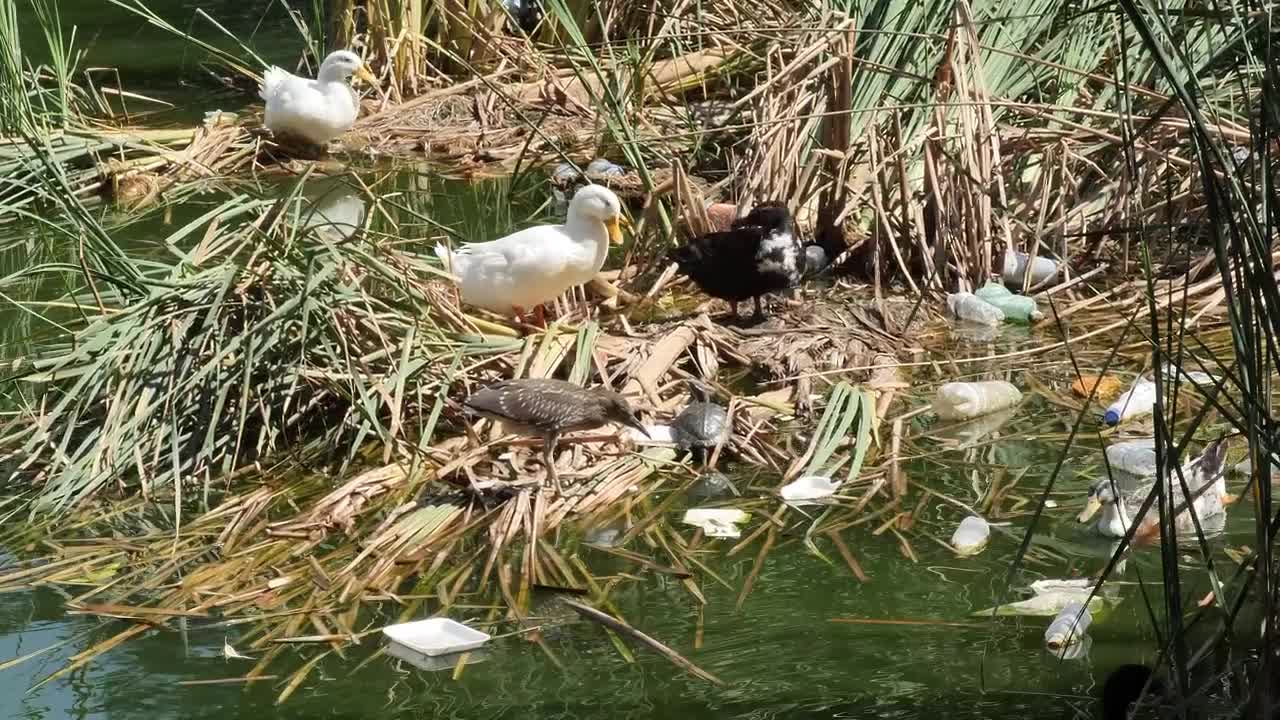 Stock Video Ducks Around A Dirty And Polluted River Live Wallpaper For PC