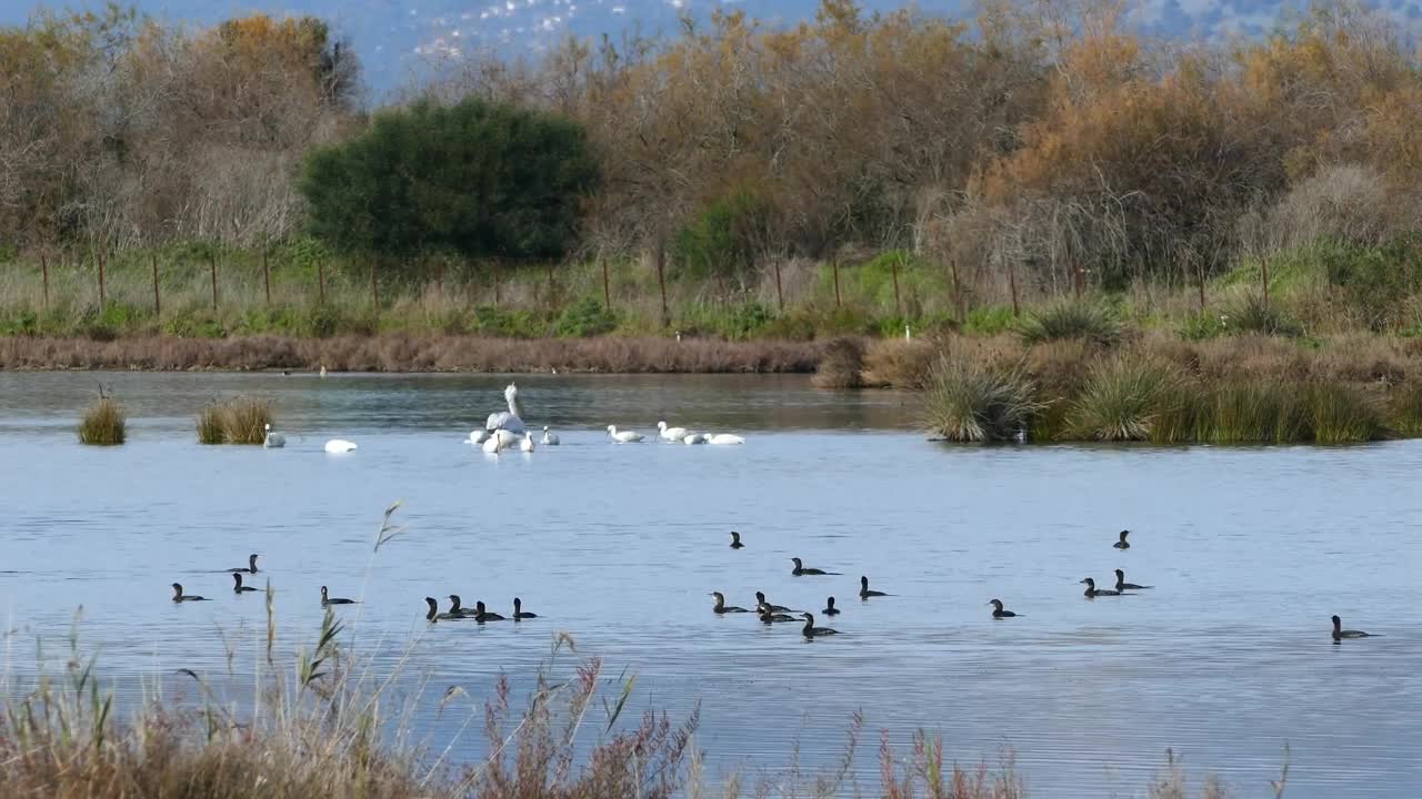 Stock Video Ducks And Swans In A Lake Live Wallpaper For PC