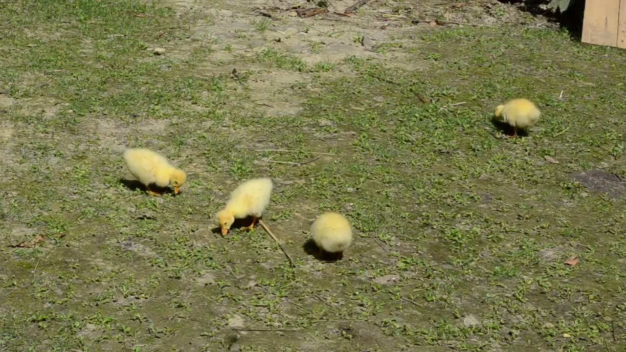 Stock Video Ducklings Feeding In A Field Live Wallpaper For PC
