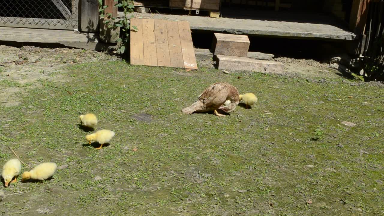 Stock Video Ducklings In A Field Live Wallpaper For PC