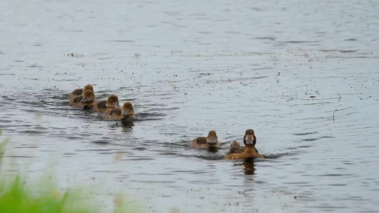 Stock Video Duck With Ducklings Swimming In The Lake Live Wallpaper For PC