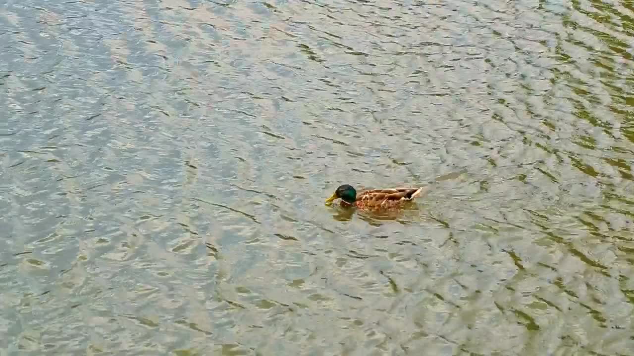 Stock Video Duck Swimming Upstream Live Wallpaper For PC
